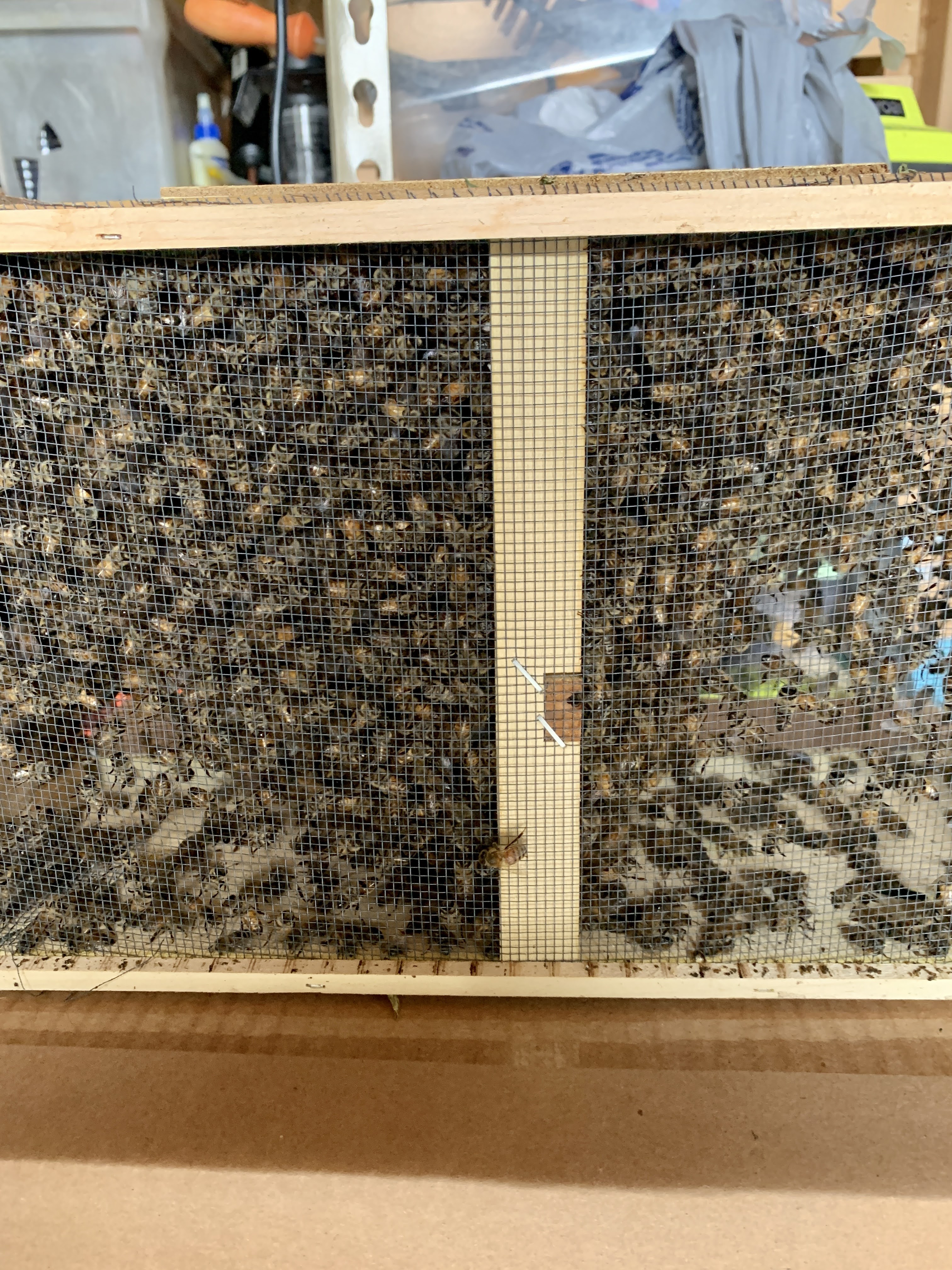 Honey Bees